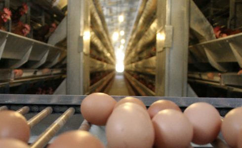 Tavtek-Endustri-Tavuk-Kafes-ve-Kumes-Ekipmanlari-slider-3